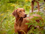 Posing in the bushes