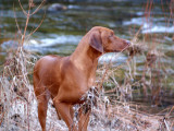 By the river