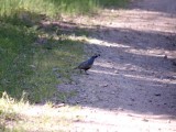 Valley quail