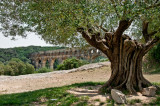 Ancient Olive Tree, Pont du Gard
