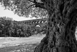 Ancient Olive Tree, Pont du Gard