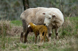 Lambing season, New Zealand