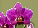 Phalenopsis pixie