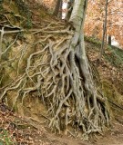 Hanging on for dear life - beech tree