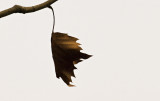 Sycamore leaf - more of my obsession with dead leaves...