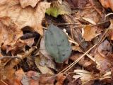 Purplish green Tipularia leaf with large spots