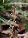 Yellow Listera australis