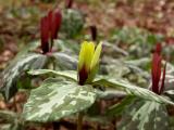 Trillium maculatum forma simulans in a group of Trillium maculatum