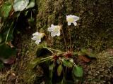 Oconee Bells