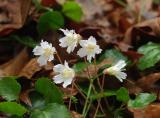 Clump of Oconee Bells