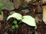 White Cyp. acaule plant