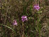 Group of Calopogon barbatus (there are actually 5 stems in this photo, only 3 are in bloom)