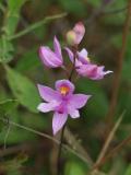 Light pink Calopogon barbatus with dark column and  highlights