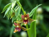 Epipactis gigantea