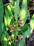 Epipactis gigantea