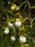 Cypripedium californicum