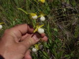 Cypripedium californicum - showing a hand for scale