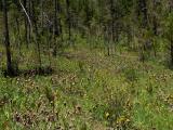 Darlingtonia californica covering a large seep