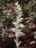 Cephalanthera austiniae