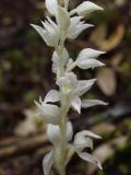 Cephalanthera austiniae