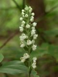 Goodyera pubescens