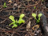 Yellow green Dionaea muscipula