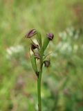 Pteroglossaspis ecristata seed capsuless from last weeks plant #1 - this is a self-pollinating plant