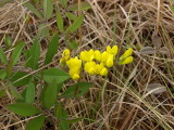 Baptisia cinerea - beautiful, clear yellow color
