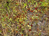 Dionaea  muscipula