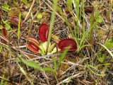 Dionaea muscipula