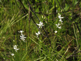 A group of Calopogon pallidus forma albiflorus flowers