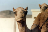 Curious camel.