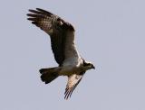 My attempts at photographing the Osprey...
