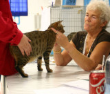 IC S*Junglespots Sekhmet, awnyspotted ocicat girl, was Int. Champion on satudays show