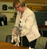 Also competed in the BOV-competition, we seldom has this in Sweden because of the lack of bluespotted ocicats