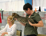 6 month old,on this show he was Best In Show, Best of all Shorthair cats (BOB cat. III) and 2'nd Best cat totally (BOB tot. nr2)