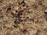 ant nest