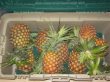 fresh pineapple bought from the local  market