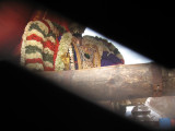 a focussed view of thiruthaNKAL appan.jpg