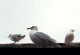 Seagulls rule over Cornwall