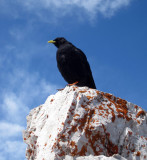 Alpine chough- looking for our lunch!
