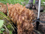 Poboktan river fungi