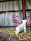 Sheep grafiti