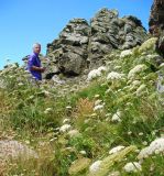 B swallowed by Cornish flora