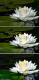 Michael Shpuntovs Water lily