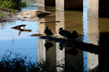 ducks under the bridge