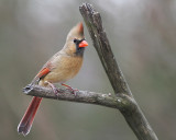 Female Cardinal