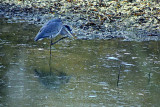 GreatBlueHeron.jpg