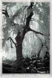 Fairytale Tree in Infrared