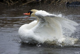 swan